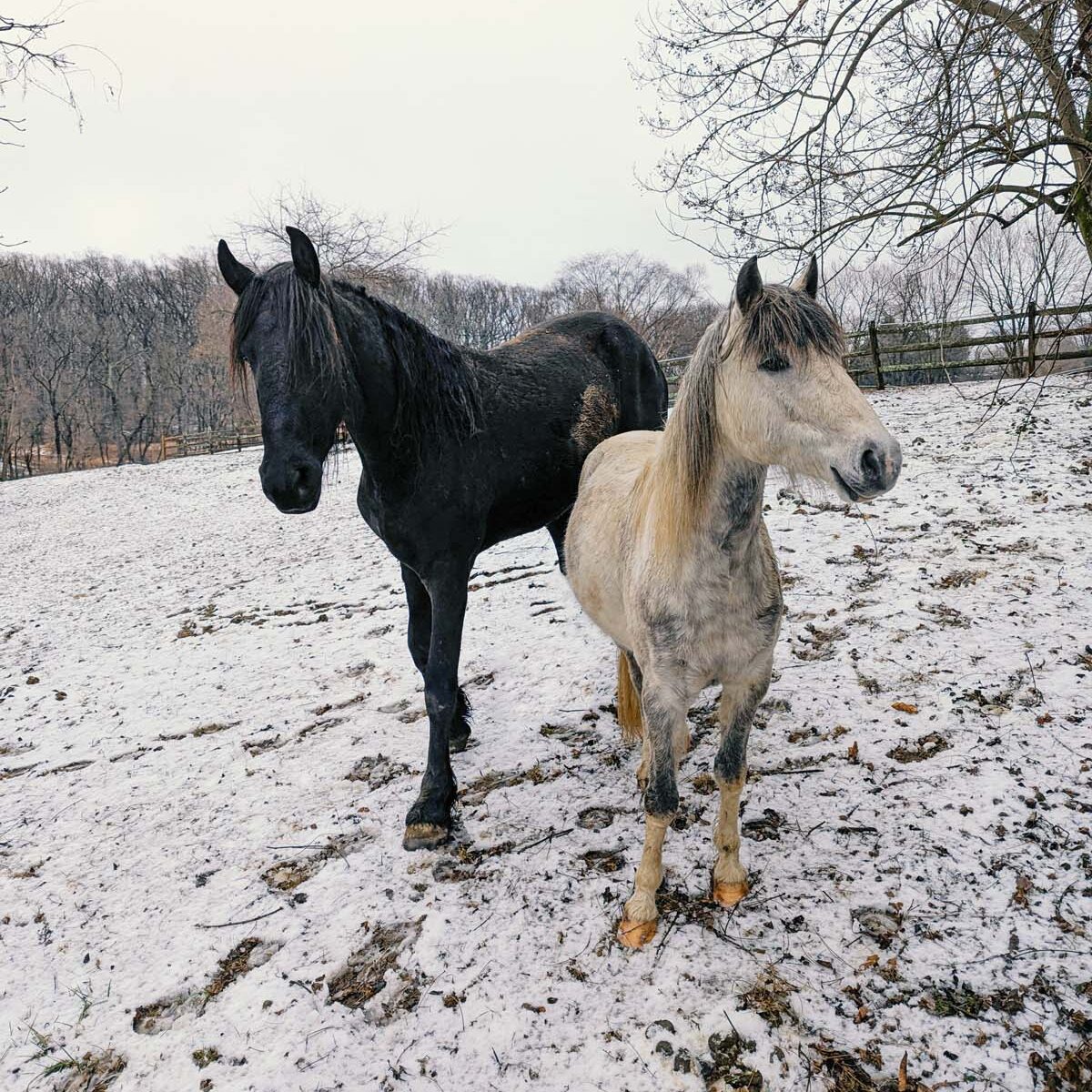 Two horses - one black and one light gray - standing together in a snow-covered paddock. Bare winter trees frame the background, and their breath is visible in the cold air, creating an intimate winter pastoral scene.