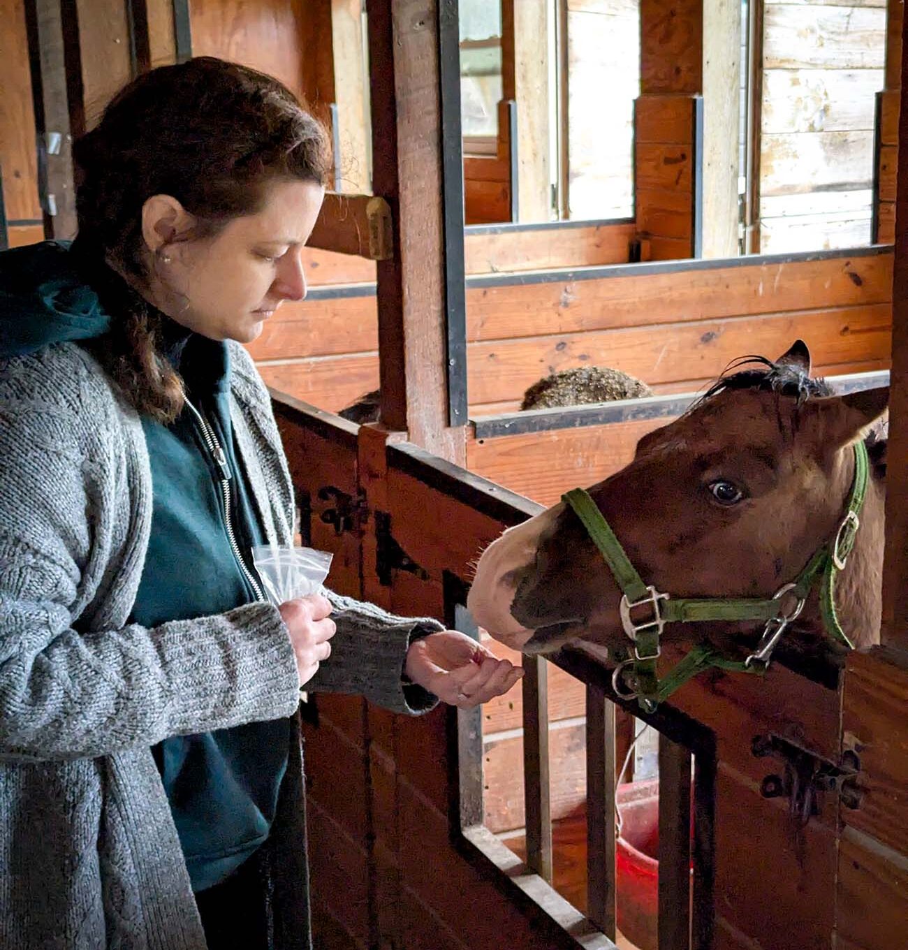 Inside a wooden barn stall at the Lil' Country Store and Miniature Horse Farm, a woman in a gray sweater and teal shirt is gently feeding a brown miniature horse. Heather is holding what appears to be a bag of feed while the curious miniature horse reaches out from its stall. The rustic wooden interior showcases the authentic farm experience available just 20 minutes from downtown Lancaster. This family-friendly attraction owned by Henry and Linda Stoltzfus offers visitors the opportunity to interact with miniature horses and other farm animals in a genuine Amish Country setting, providing a perfect countryside complement to the urban experiences of downtown Lancaster.