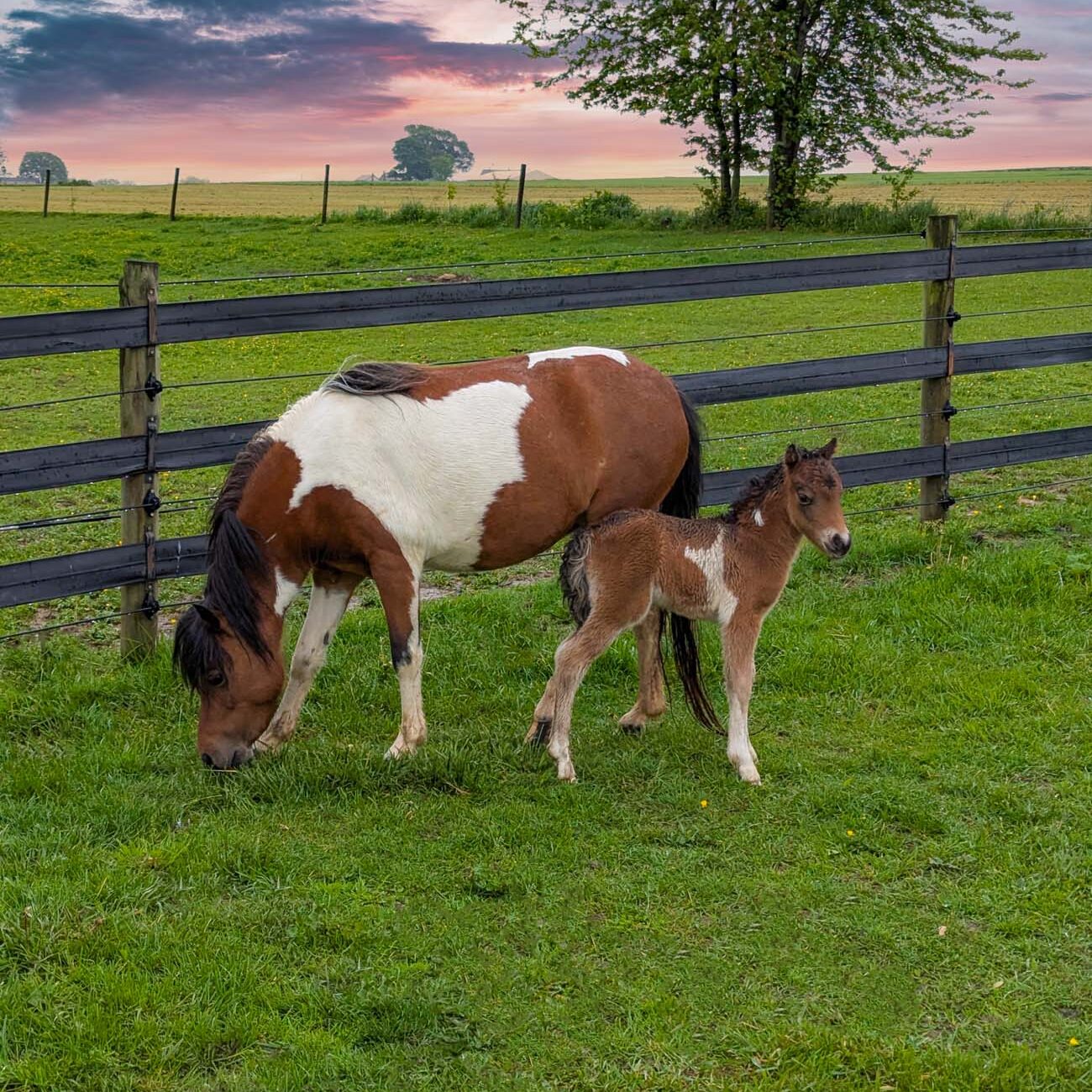 A peaceful rural scene in Lancaster County featuring a brown and white pinto miniature horse and her young foal grazing in a lush green pasture at sunset. The backdrop showcases rolling farmland with wooden fencing, scattered trees, and a vibrant sky with pink and purple sunset hues. This idyllic image captures the beautiful countryside that surrounds downtown Lancaster, where Amish farms and equestrian properties create scenic landscapes. The proximity of such pastoral settings to the vibrant downtown highlights the "best of both worlds" experience that makes Lancaster unique, allowing visitors to enjoy sophisticated urban amenities while being just minutes away from tranquil rural beauty.