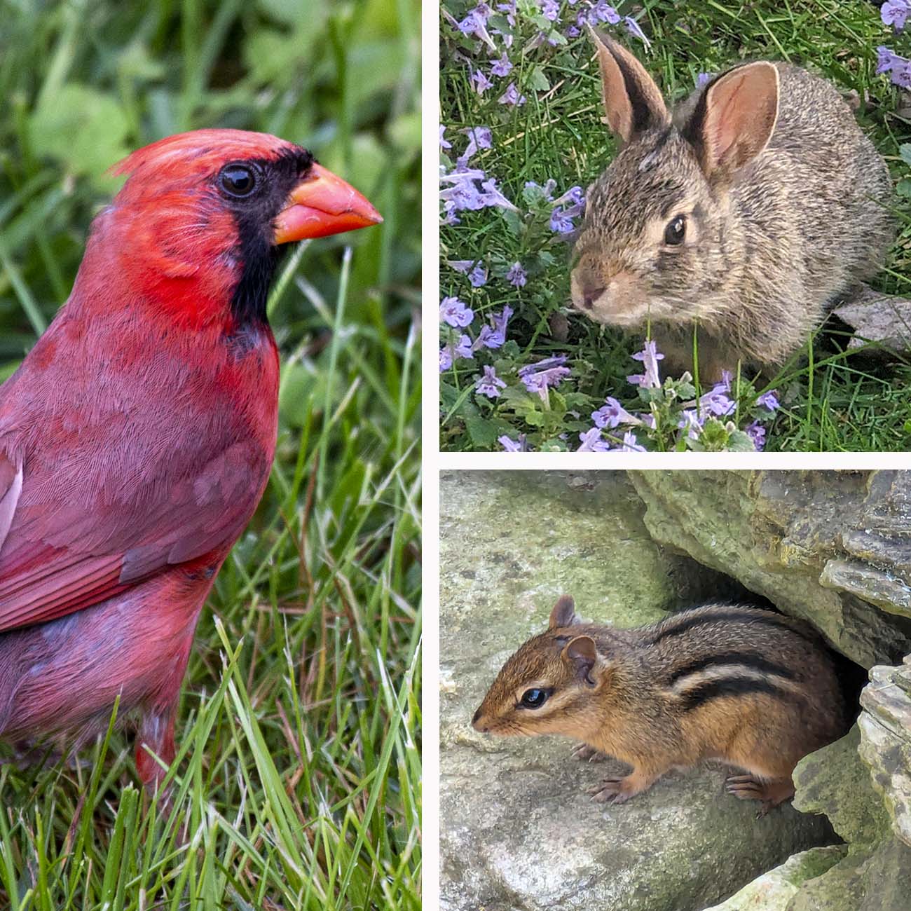 Three-photo collage showing Glasbern's abundant wildlife: a bright red cardinal, a cottontail rabbit among purple wildflowers, and a striped chipmunk sitting on natural stone