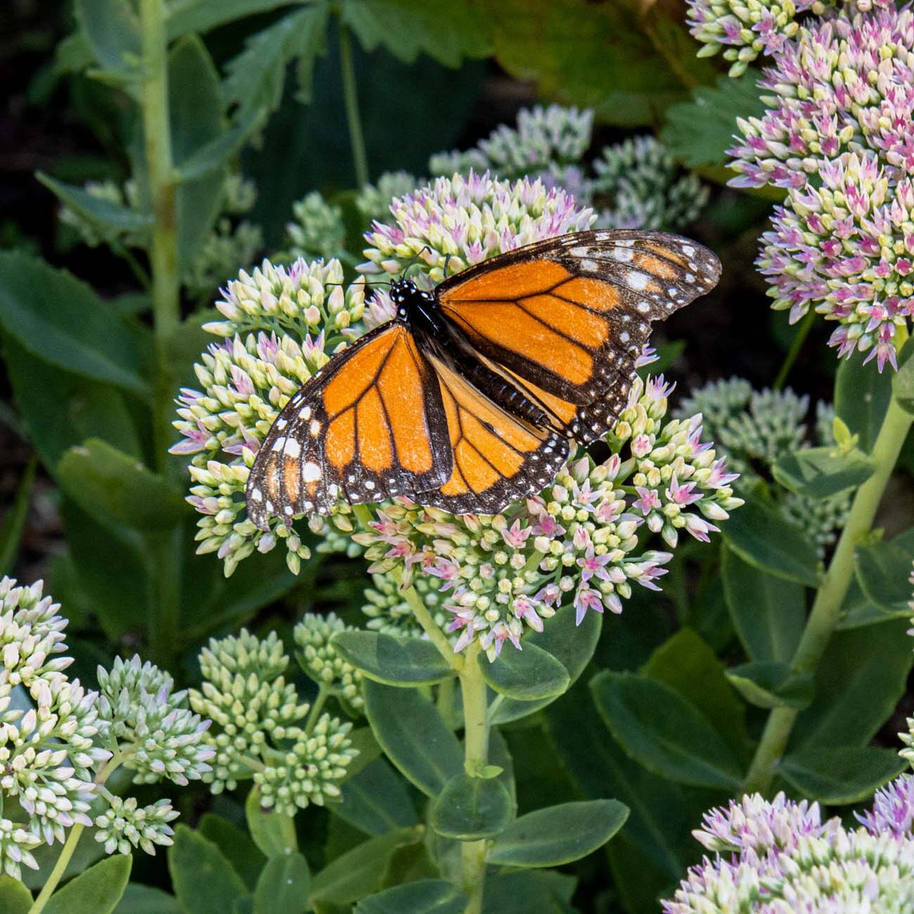 Brampton 1860 Review: A Timeless Retreat on the Eastern Shore 38 A vibrant monarch butterfly with orange and black wings feeds on purple sedum flowers in Brampton 1860's summer gardens, showcasing the property's Certified Wildlife Habitat designation.