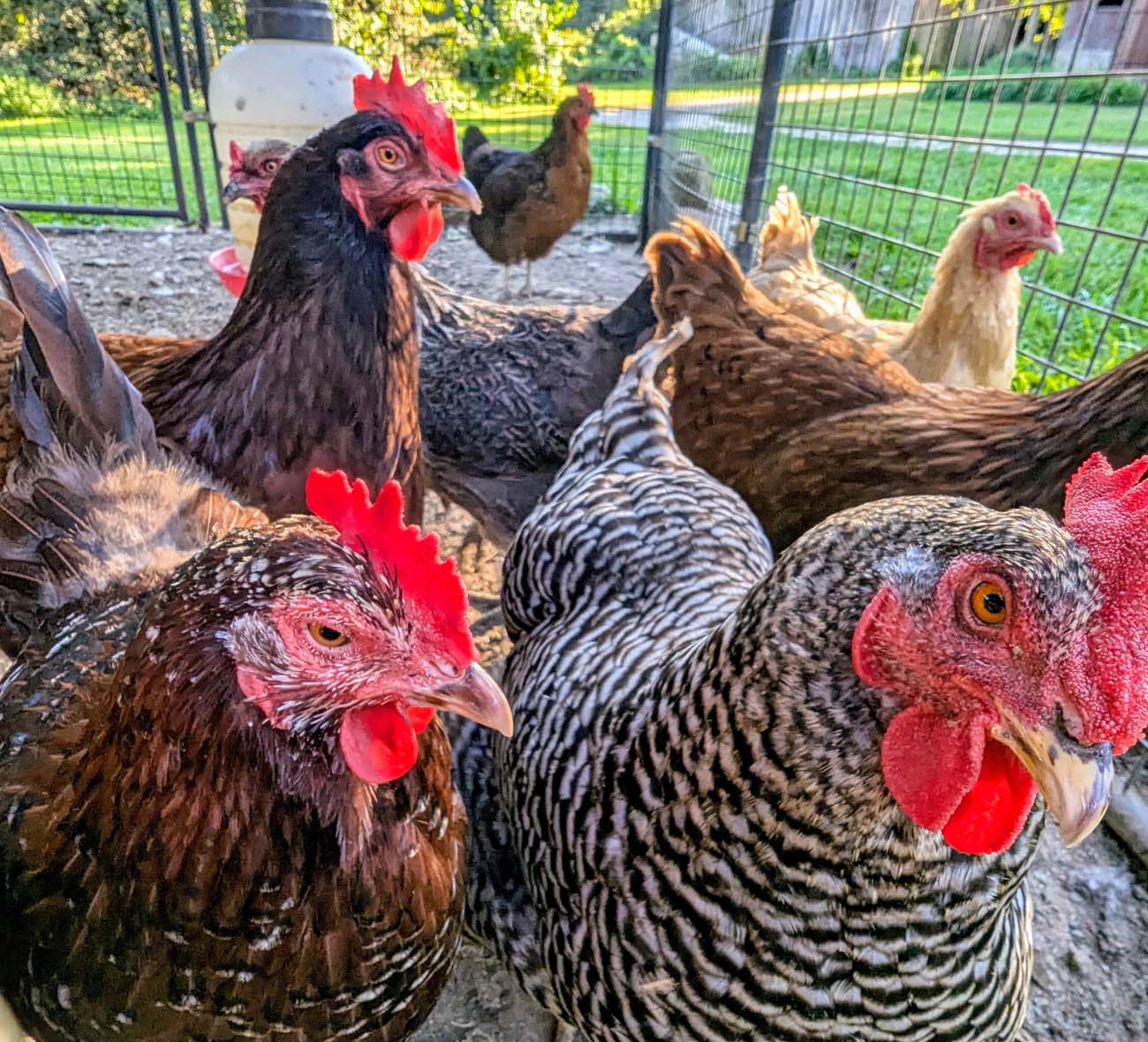 Brampton 1860 Review: A Timeless Retreat on the Eastern Shore 36 Heritage breed chickens with colorful red combs and varied plumage patterns in their coop at Brampton 1860, providing fresh eggs for the inn's farm-to-table breakfast.