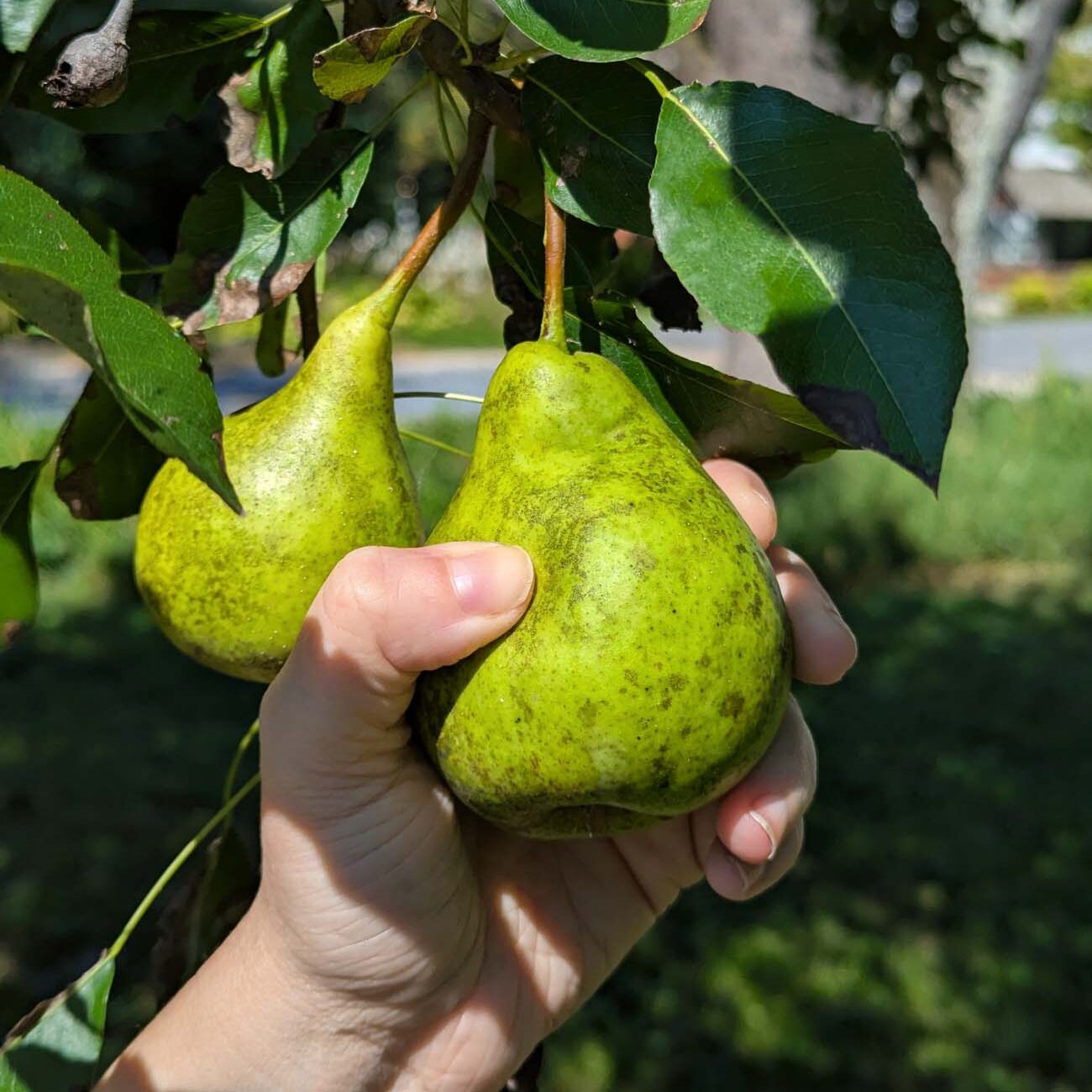 Brampton 1860 Review: A Timeless Retreat on the Eastern Shore 14 Hands cupping ripe green pears hanging from a tree branch at Brampton 1860, demonstrating the property's fruit trees available for guest picking.
