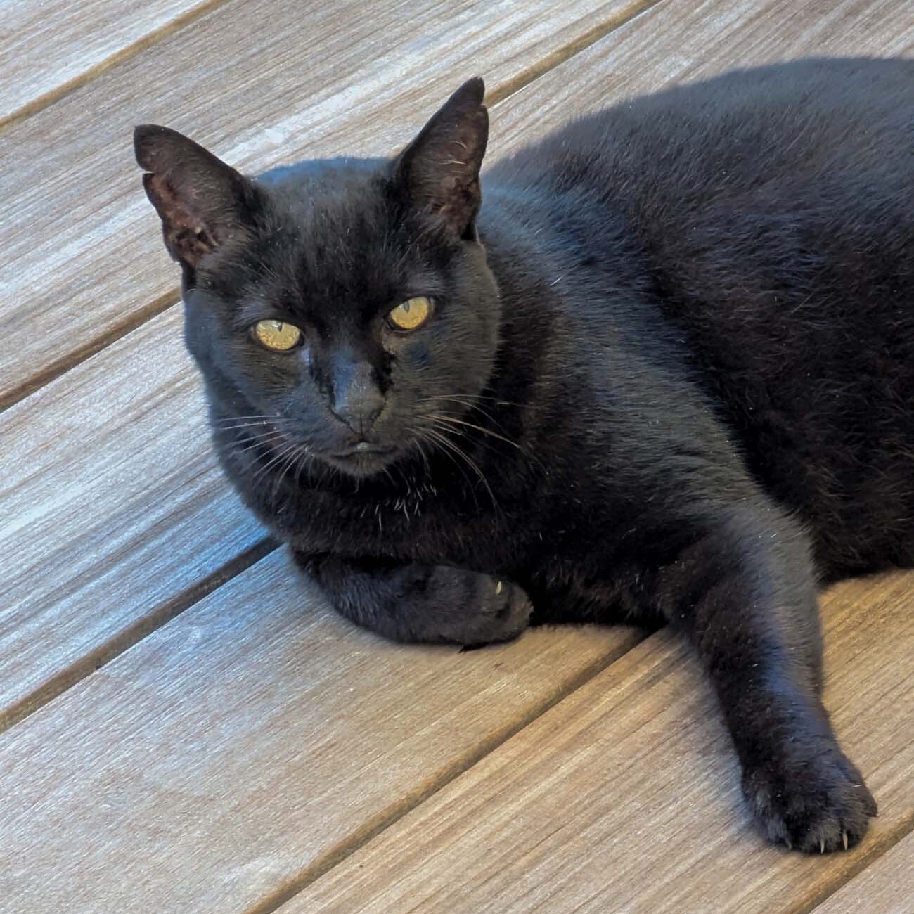 Brampton 1860 Review: A Timeless Retreat on the Eastern Shore 8 Squeaky, Brampton 1860's 14-year-old black cat with bright golden eyes, lounging confidently on wooden decking, embodying his role as the property's feline ambassador.
