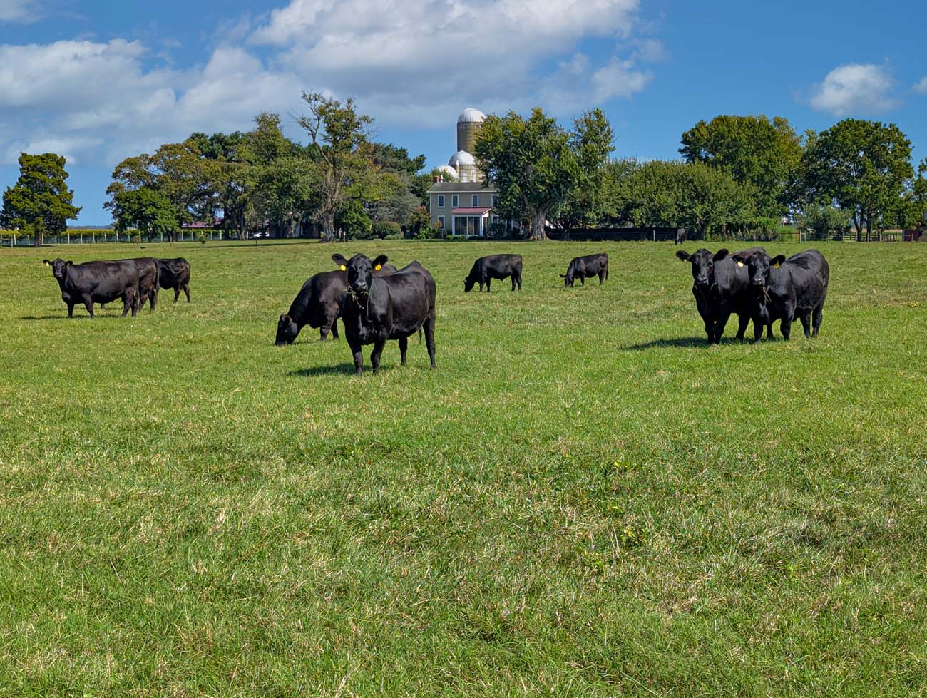 Brampton 1860 Review: A Timeless Retreat on the Eastern Shore 44 Pastoral countryside scene at Crow Vineyard showing a herd of black Angus cattle grazing in a lush green pasture under a bright blue sky with puffy white clouds, with a historic two-story house featuring gray siding and a tall cylindrical silo in the background, surrounded by mature trees and rural farmland landscape typical of Maryland's Eastern Shore region.