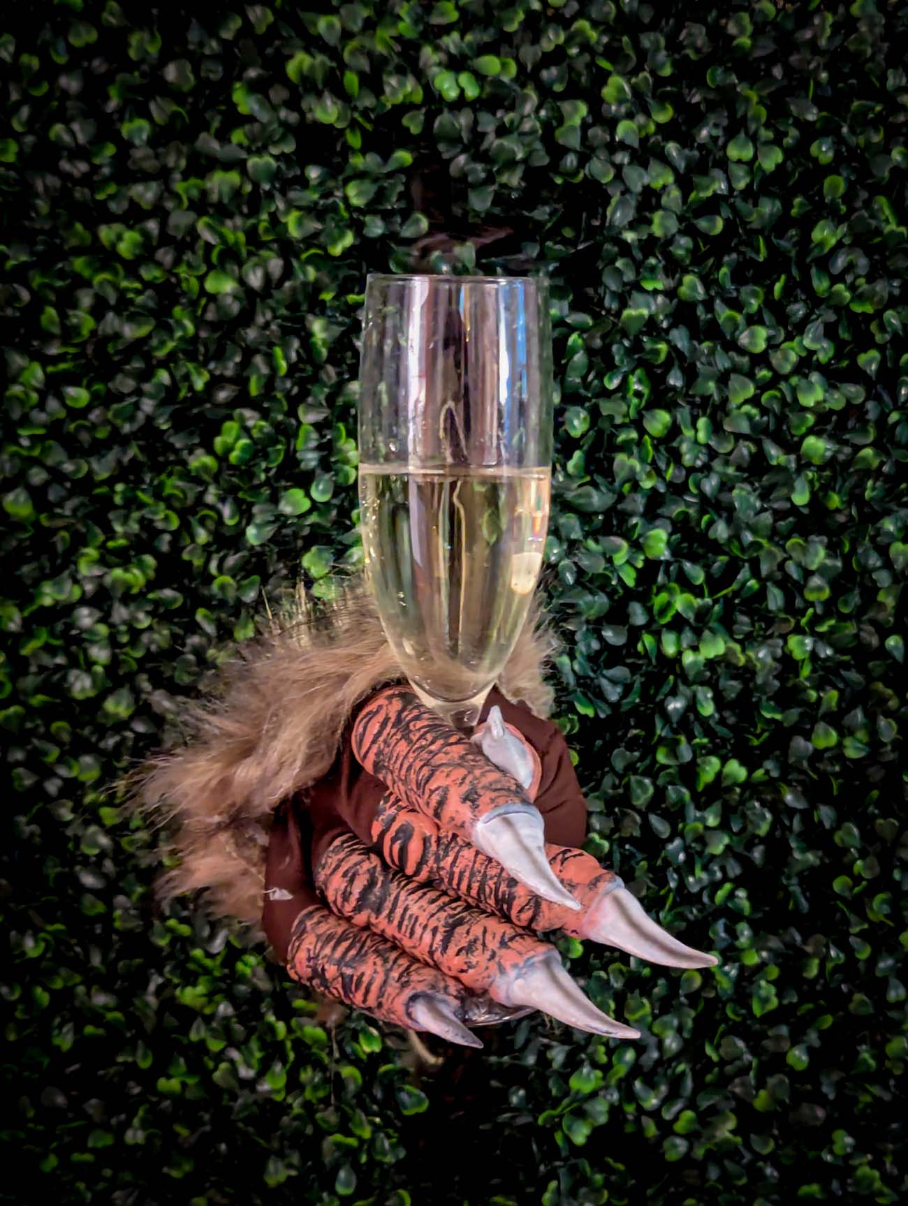 Food, Wine, and Fall Fun at Brampton 1860 - Chestertown, MD 26 Close-up of furry brown monster glove with tiger-striped claws holding champagne flute against green ivy wall, showing the playful Halloween spirit