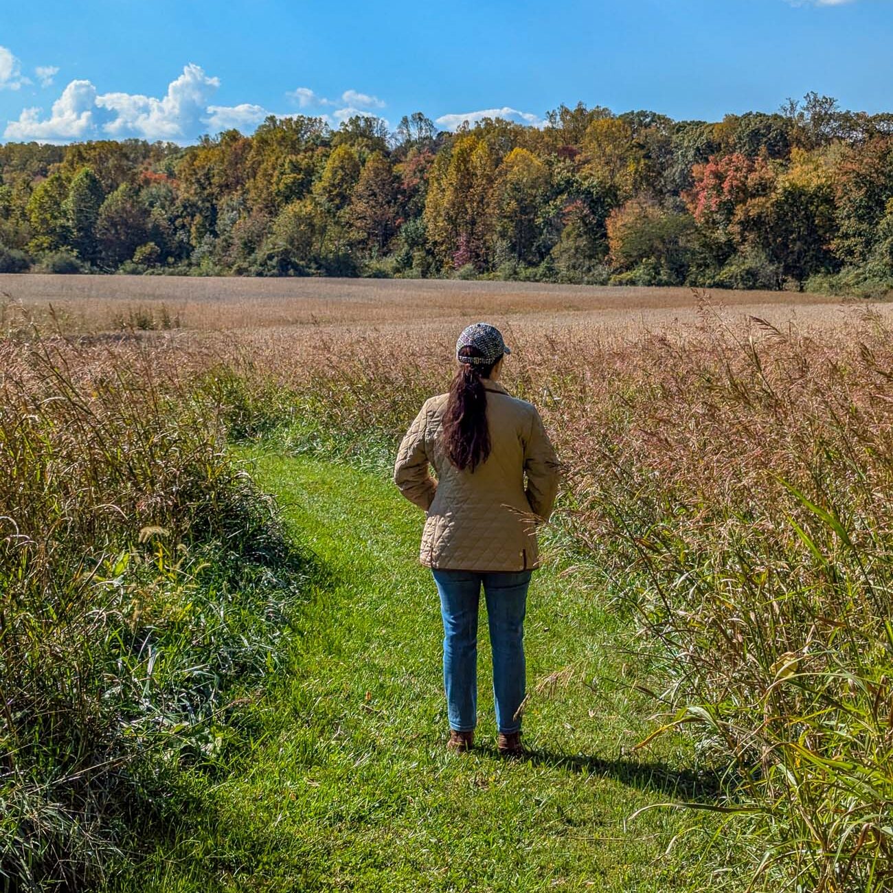 Food, Wine, and Fall Fun at Brampton 1860 - Chestertown, MD 40 Woman in tan jacket and baseball cap standing on mowed grass trail overlooking golden meadow with fall foliage treeline displaying yellows, oranges and reds against bright blue sky with white clouds"