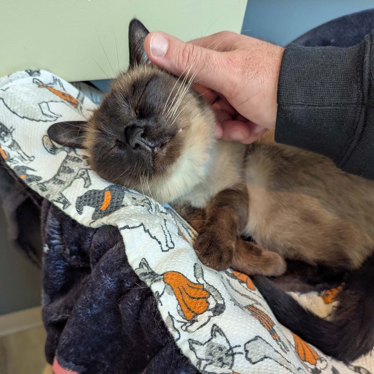 Food, Wine, and Fall Fun at Brampton 1860 - Chestertown, MD 16 Siamese cat with dark face and cream body receiving head scratches from visitor's hand, cat's eyes contentedly closed, sitting on lap covered with cat-patterned blanket in indoor cat cafe setting