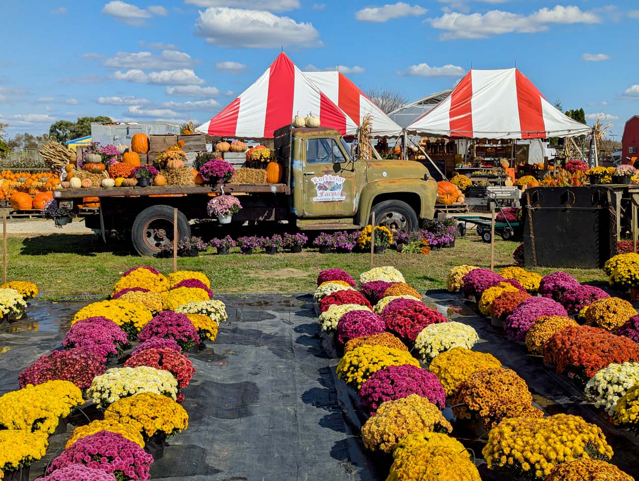 Things to Do in Chestertown MD: Eastern Shore Travel Guide 8 Lockbriar Farms autumn display with vintage green truck loaded with pumpkins and mums, red and white striped tent canopies in background, rows of colorful chrysanthemums in yellow, burgundy, orange and white arranged on ground, fall harvest decorations with corn stalks