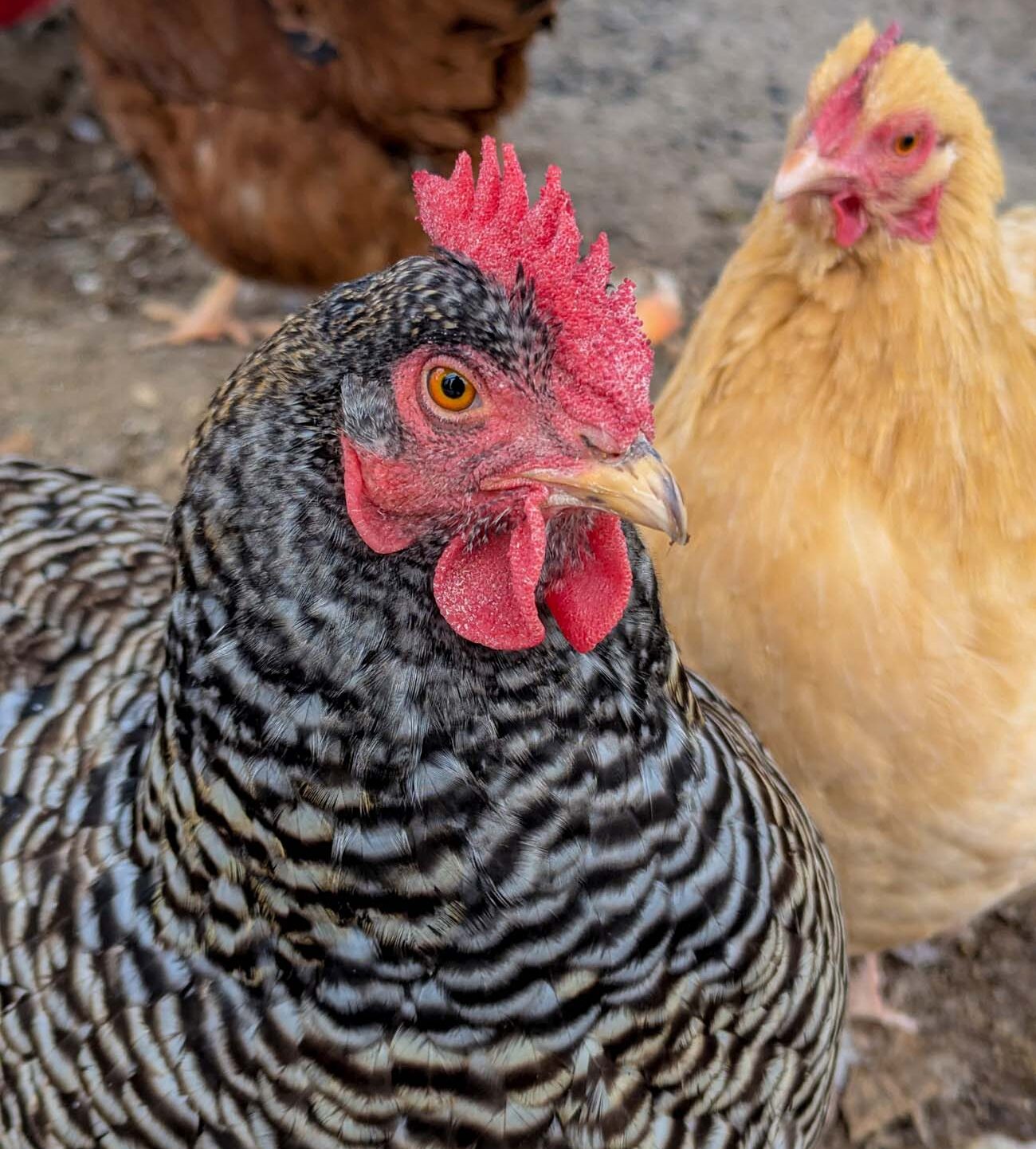 Close-up of two heritage breed chickens at Brampton, black and white barred Plymouth Rock with prominent red comb in foreground, buff-colored hen behind, supplying fresh eggs for breakfast