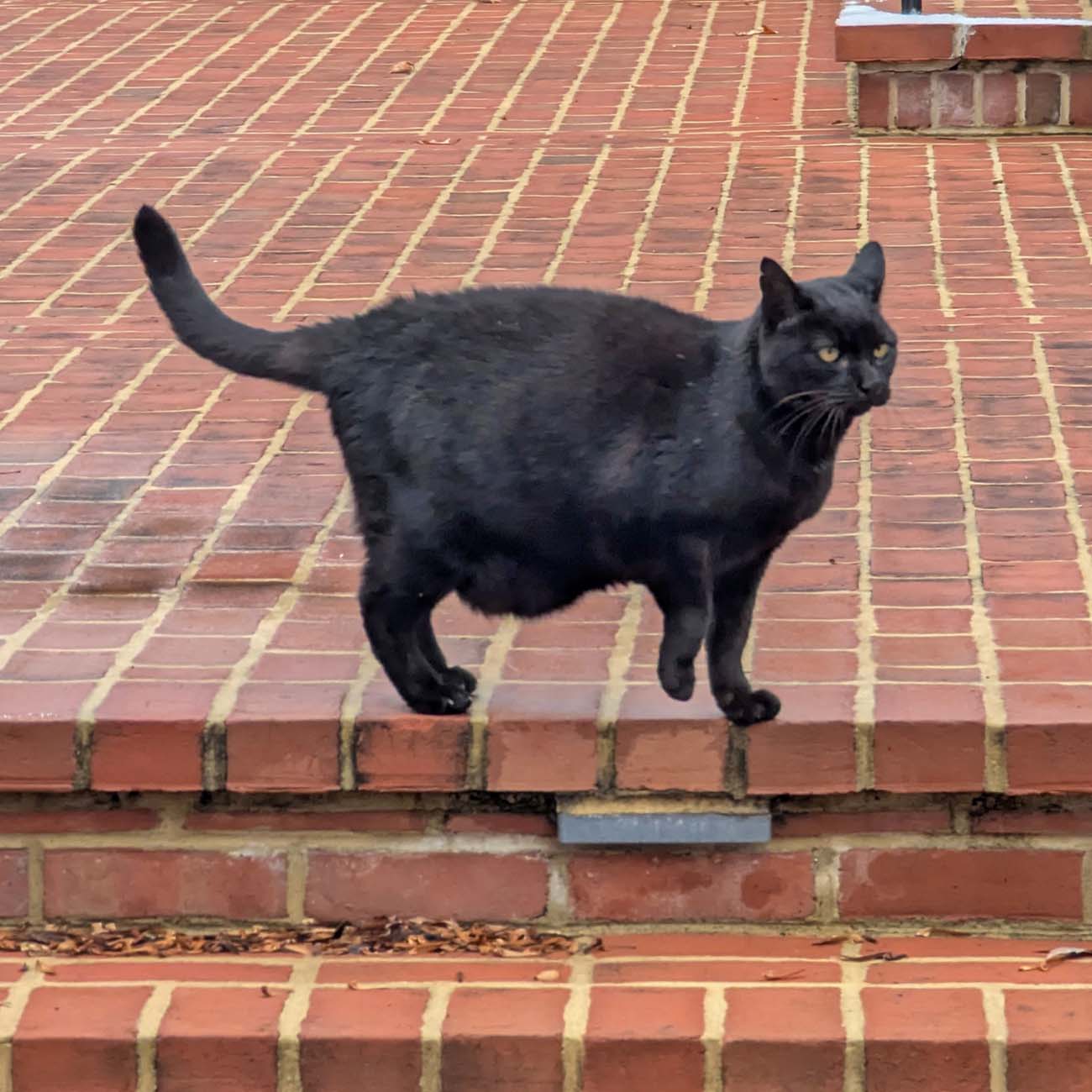 Squeaky the black cat walking on brick steps at Brampton 1860, fourteen-year-old house cat with yellow-green eyes and tail raised, confident stride on red brick porch in winter