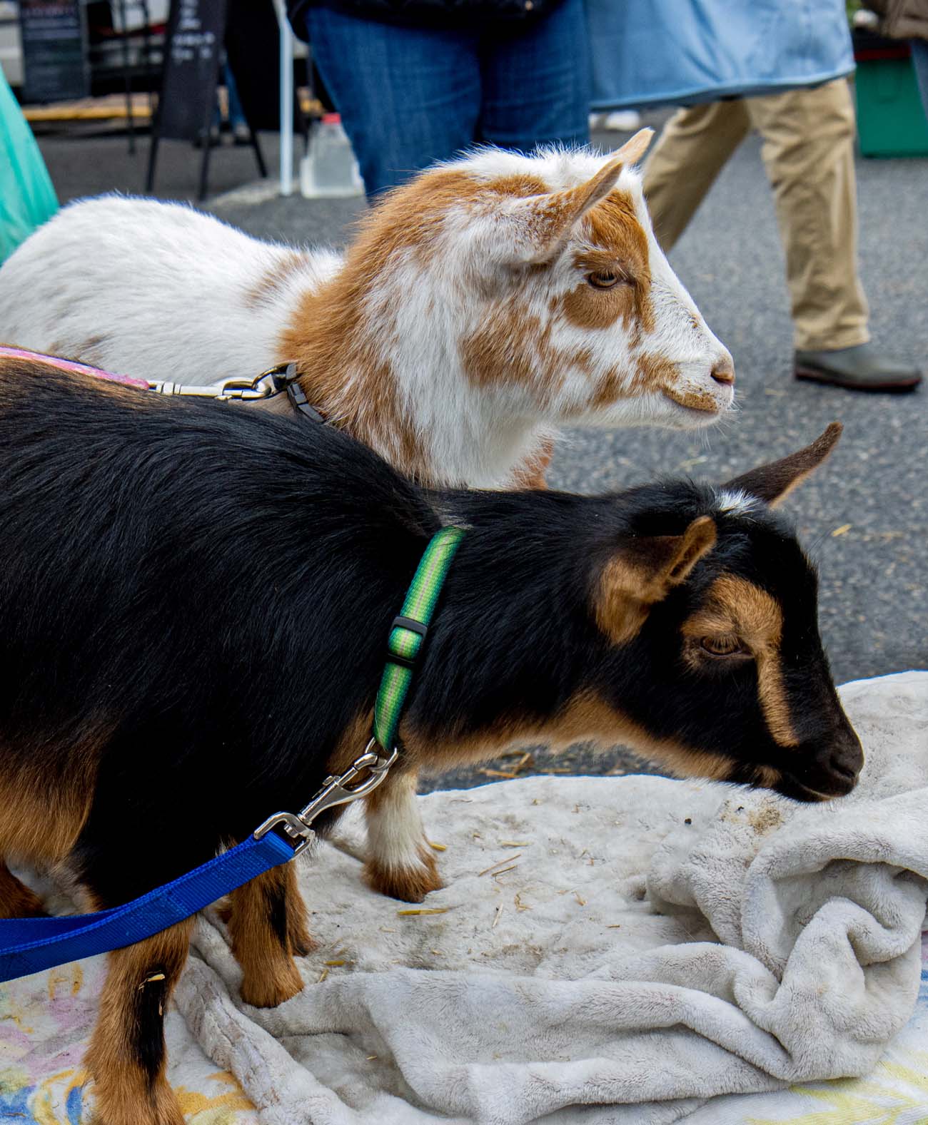 Two young goats on leash at Dickens petting zoo, orange and white spotted goat and black and tan kid goat resting on blanket, families and visitors in background at Chestertown Farmers Market