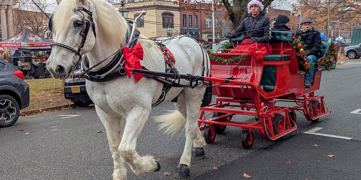 White draft horse pulling red holiday carriage through downtown Chestertown streets with passengers during Dickens of a Christmas festival