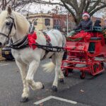 White draft horse pulling red holiday carriage through downtown Chestertown streets with passengers during Dickens of a Christmas festival
