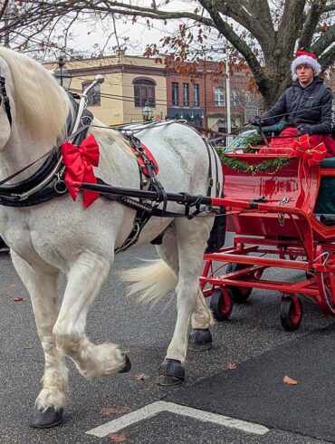 White draft horse pulling red holiday carriage through downtown Chestertown streets with passengers during Dickens of a Christmas festival