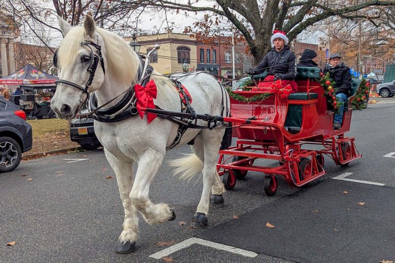 White draft horse pulling red holiday carriage through downtown Chestertown streets with passengers during Dickens of a Christmas festival