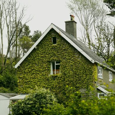 a quaint holiday let rental home in the uk covered in ivy
