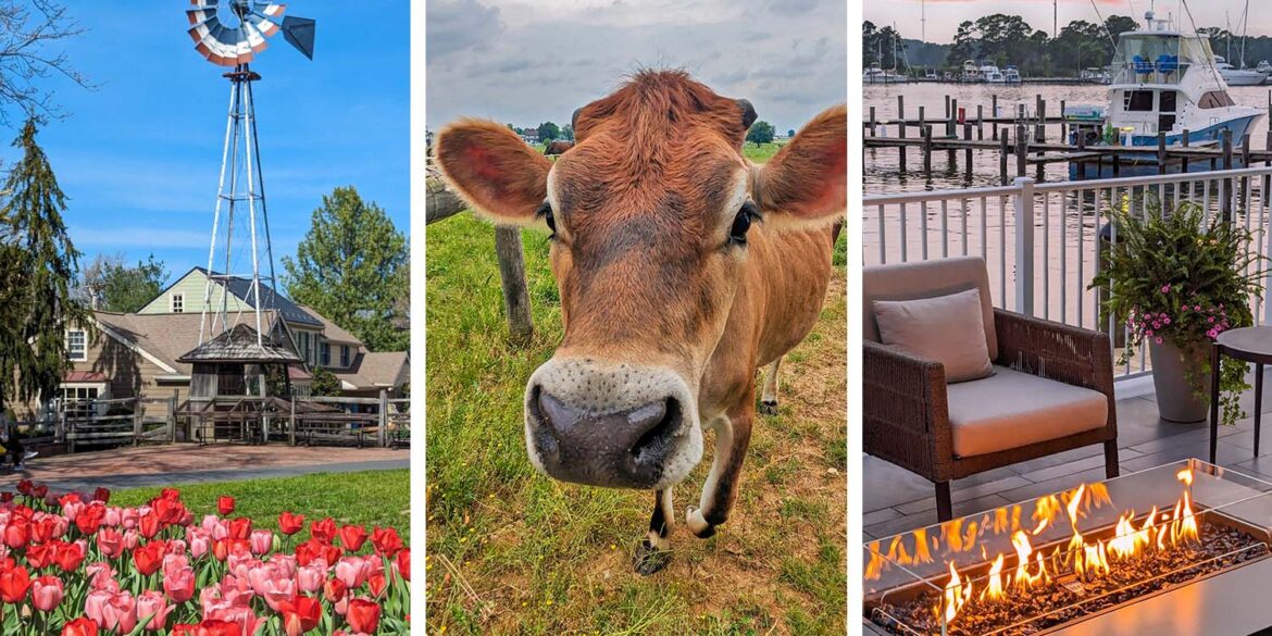 Three panel collage showing slow travel destinations on the East Coast: left panel features a historic windmill with colorful tulips at Peddlers Village, center panel shows a friendly brown Jersey cow in pastoral Amish farmland, right panel displays a cozy waterfront fire pit at sunset with boats docked at an Eastern Shore marina