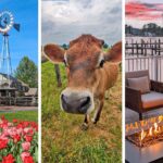 Three panel collage showing slow travel destinations on the East Coast: left panel features a historic windmill with colorful tulips at Peddlers Village, center panel shows a friendly brown Jersey cow in pastoral Amish farmland, right panel displays a cozy waterfront fire pit at sunset with boats docked at an Eastern Shore marina