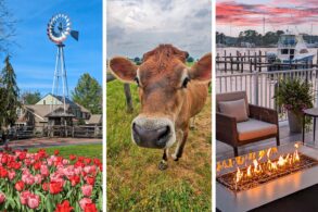 Three panel collage showing slow travel destinations on the East Coast: left panel features a historic windmill with colorful tulips at Peddlers Village, center panel shows a friendly brown Jersey cow in pastoral Amish farmland, right panel displays a cozy waterfront fire pit at sunset with boats docked at an Eastern Shore marina