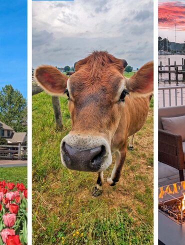 Three panel collage showing slow travel destinations on the East Coast: left panel features a historic windmill with colorful tulips at Peddlers Village, center panel shows a friendly brown Jersey cow in pastoral Amish farmland, right panel displays a cozy waterfront fire pit at sunset with boats docked at an Eastern Shore marina