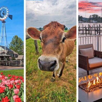 Three panel collage showing slow travel destinations on the East Coast: left panel features a historic windmill with colorful tulips at Peddlers Village, center panel shows a friendly brown Jersey cow in pastoral Amish farmland, right panel displays a cozy waterfront fire pit at sunset with boats docked at an Eastern Shore marina