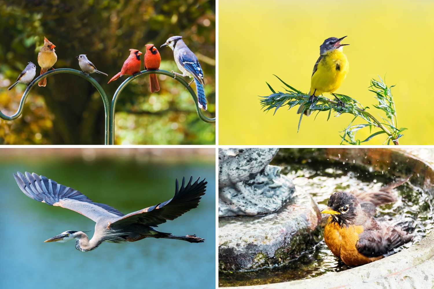 Bird watching from home with a phone and Merlin Bird ID app