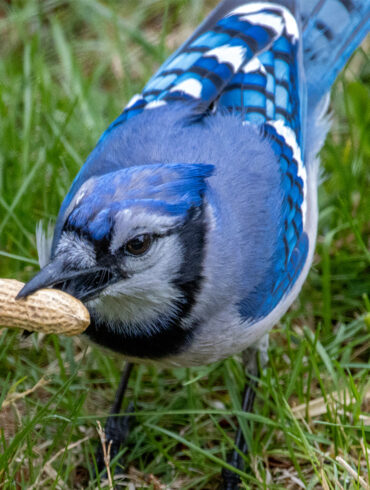 A close-up photograph of a Blue Jay bending down to pick up a whole peanut in its shell from a grass lawn. The bird's vivid blue and white plumage and black facial markings are clearly visible. The peanut is held firmly in its beak. Photo taken in a suburban backyard garden.