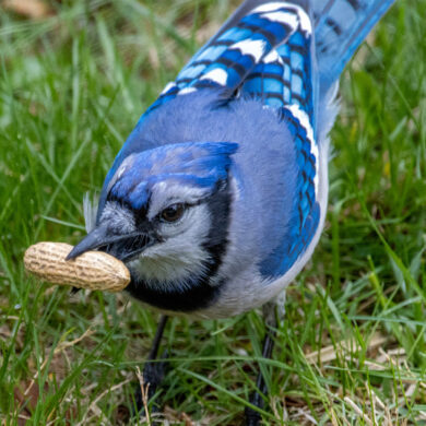 A close-up photograph of a Blue Jay bending down to pick up a whole peanut in its shell from a grass lawn. The bird's vivid blue and white plumage and black facial markings are clearly visible. The peanut is held firmly in its beak. Photo taken in a suburban backyard garden.