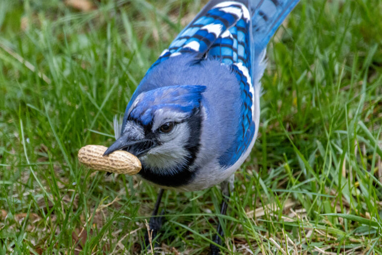 A close-up photograph of a Blue Jay bending down to pick up a whole peanut in its shell from a grass lawn. The bird's vivid blue and white plumage and black facial markings are clearly visible. The peanut is held firmly in its beak. Photo taken in a suburban backyard garden.