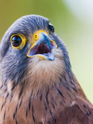 upclose portrait of a curious hawk