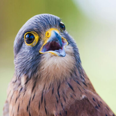 upclose portrait of a curious hawk