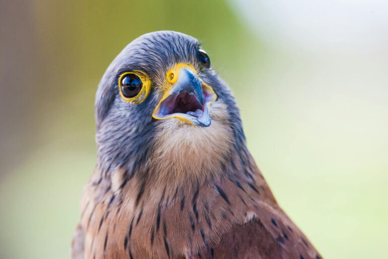 upclose portrait of a curious hawk