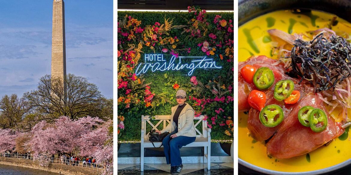 Three-panel feature image showing left: the Washington Monument rising above pink cherry blossoms along the Tidal Basin in Washington DC at peak bloom; center: a woman sitting on a white bench in front of the Hotel Washington lobby floral wall installation with neon Hotel Washington sign surrounded by pink and orange flowers; right: Yellowfin Tuna Crudo in a vivid yellow sauce topped with jalapeño and cherry pepper slices at VUE Rooftop