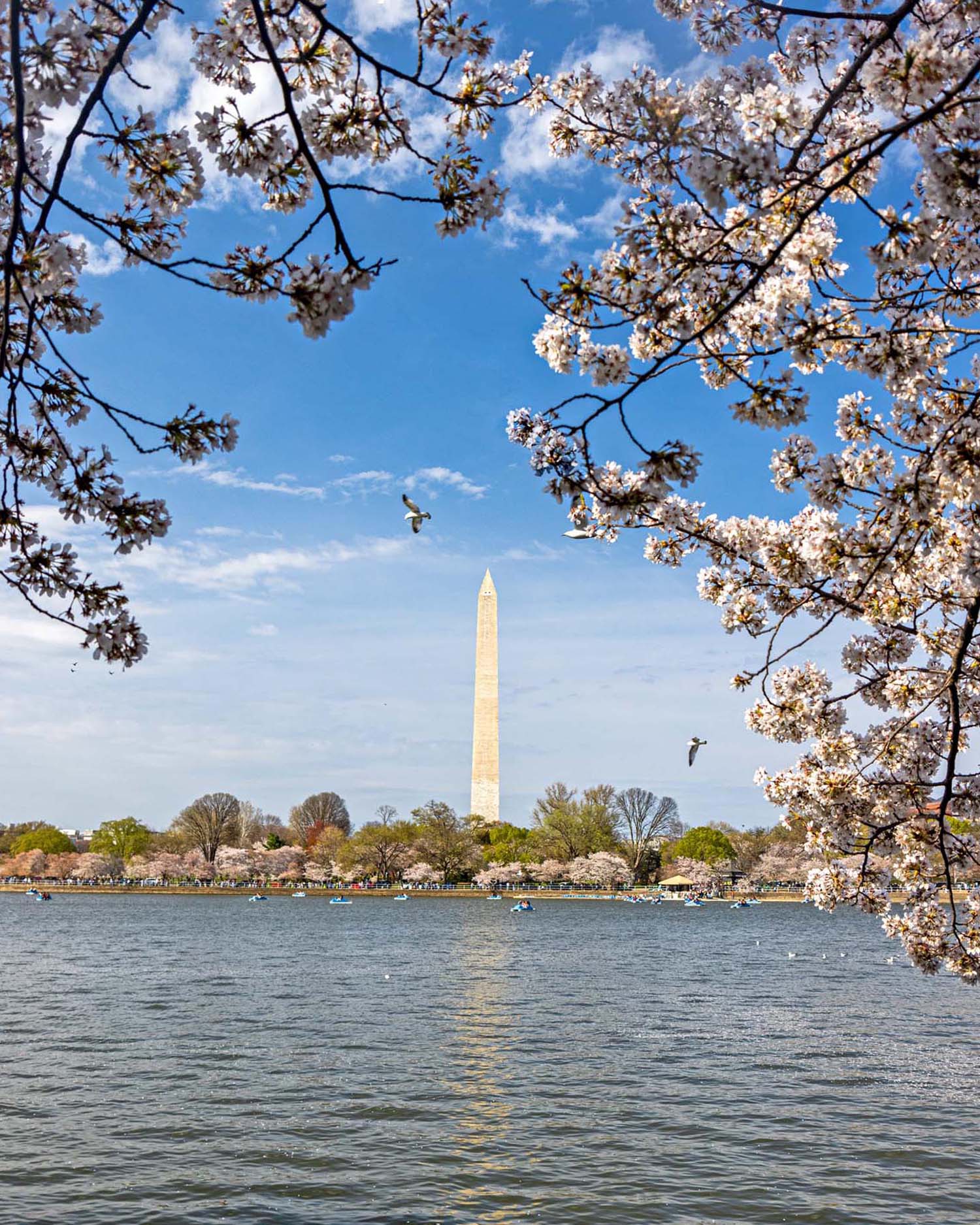 The Washington Monument viewed across the Tidal Basin in Washington DC perfectly framed by cherry blossom branches in the foreground, the white and pink blossoms creating a natural border around the top and right of the frame against a bright blue sky with scattered white clouds, paddle boats visible on the water in the middle distance, and two birds in flight caught mid-frame above the monument