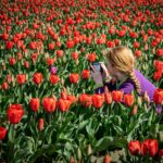a woman taking photos in a springtime field of tulips