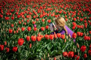 a woman taking photos in a springtime field of tulips
