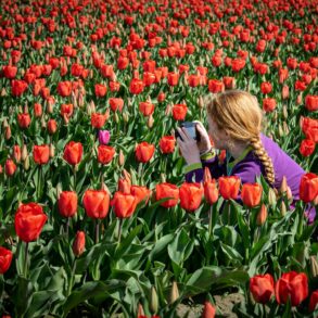 a woman taking photos in a springtime field of tulips