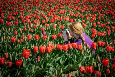 a woman taking photos in a springtime field of tulips