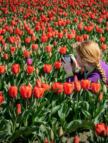 a woman taking photos in a springtime field of tulips
