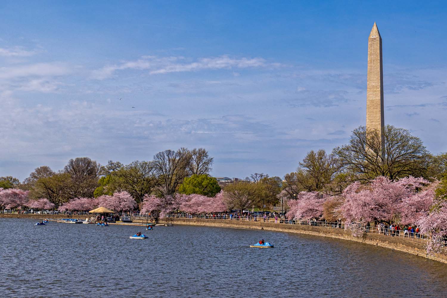 A wide view of the Tidal Basin in Washington DC during cherry blossom peak bloom, showing a long arc of pink flowering Yoshino cherry trees lining the waterfront path, with crowds of visitors walking along the seawall, several blue and white paddle boats on the calm water in the foreground, and the Washington Monument rising tall against a partly cloudy blue sky on the right side of the frame