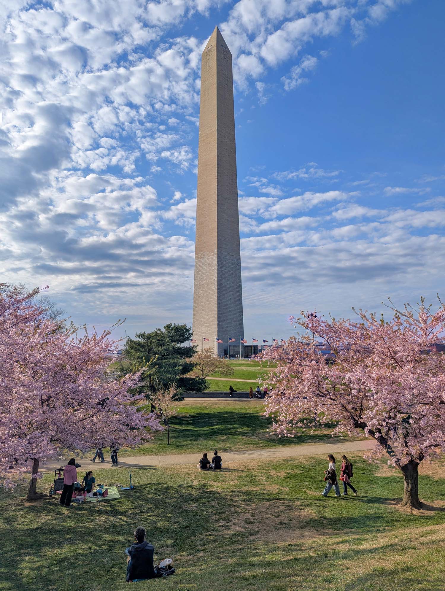 The Washington Monument photographed from the National Mall grounds during cherry blossom season, flanked by two foreground pink flowering cherry trees, with visitors picnicking and walking on the green lawn below under a dramatic sky of white cumulus clouds against vivid blue, American flags visible at the monument base