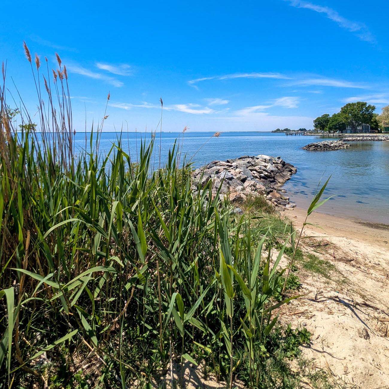 Ferry Park Beach Rock Hall Maryland marsh grasses and jetty