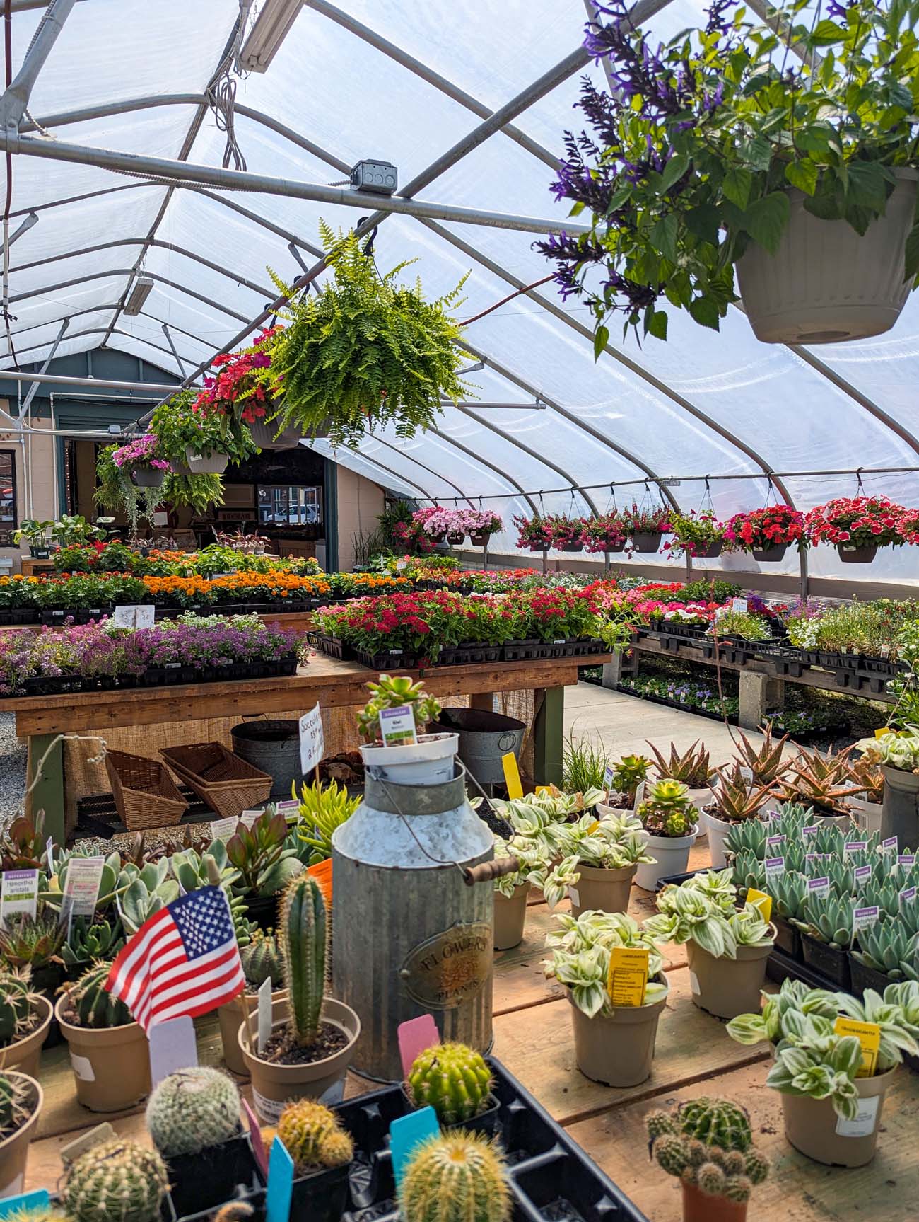 Fresh Start Garden greenhouse Rock Hall Maryland hanging baskets and succulents