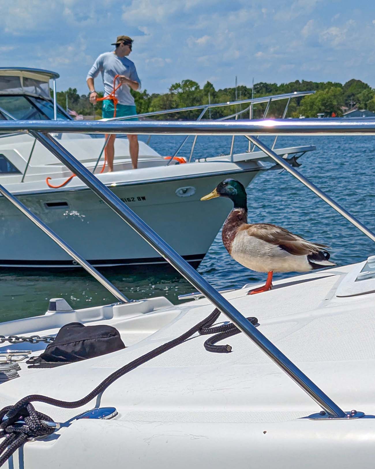 Mallard duck on a boat in Rock Hall Maryland harbor