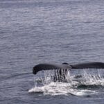 A whale's tail fluke rises above the ocean surface, water streaming off its edges, moments before diving back beneath the calm blue sea.