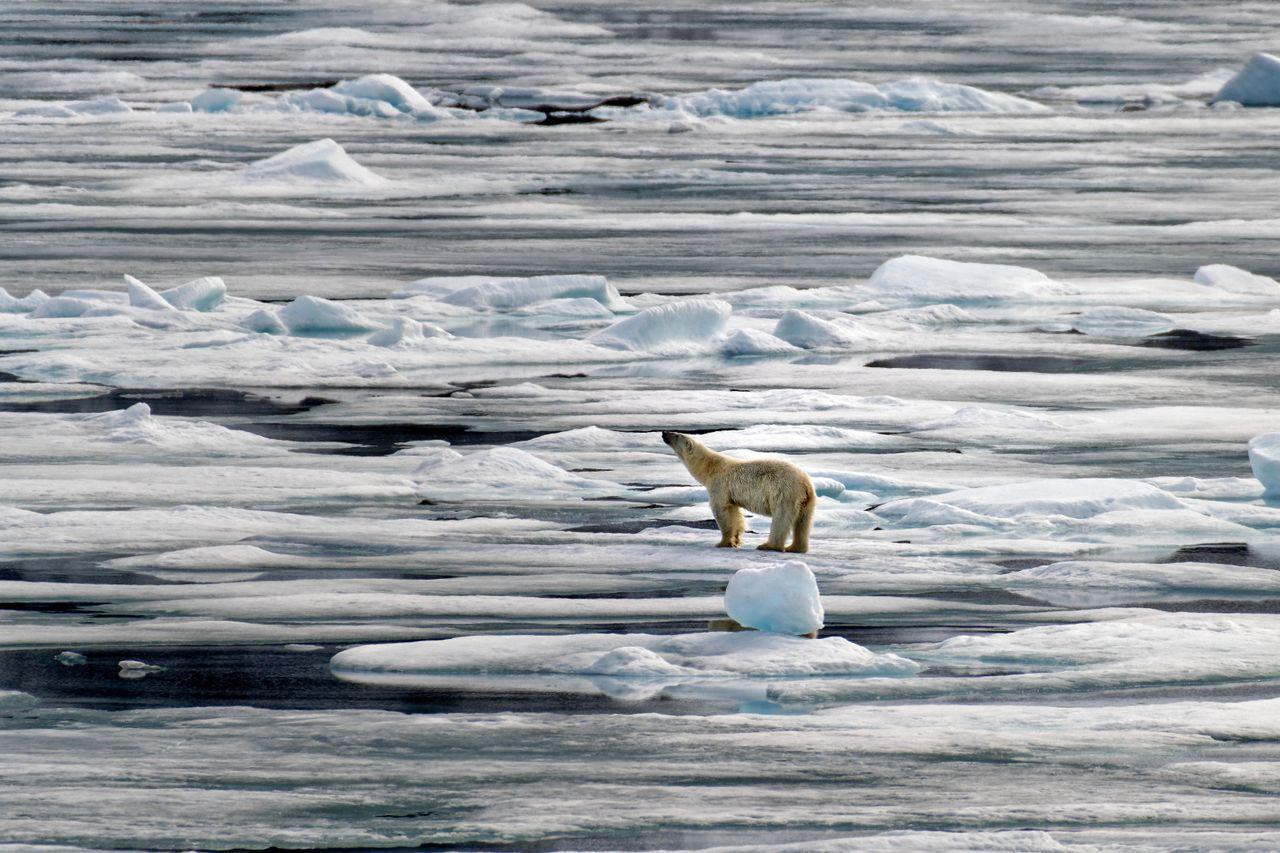 A polar bear stands on a fractured expanse of sea ice, its body reflected in a small dark pool of open water, surrounded by scattered ice floes stretching to the horizon.
