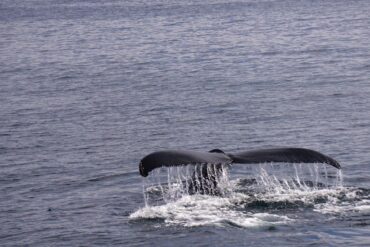 A whale's tail fluke rises above the ocean surface, water streaming off its edges, moments before diving back beneath the calm blue sea.