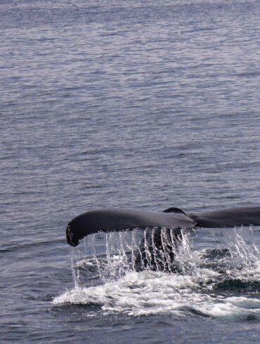 A whale's tail fluke rises above the ocean surface, water streaming off its edges, moments before diving back beneath the calm blue sea.