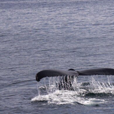 A whale's tail fluke rises above the ocean surface, water streaming off its edges, moments before diving back beneath the calm blue sea.
